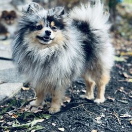 Muffin - Pomeranian