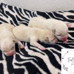Shiba Inu Puppies from EndThyme Acres