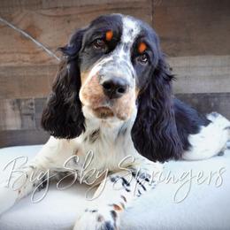 Boy 5 - Black white and tan male English Springer Spaniel puppy in Great Falls, Montana from Big Sky Springers