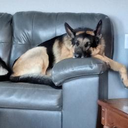 German Shepherds from duke akc shepherds