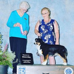 Zoey - Miniature American Shepherd