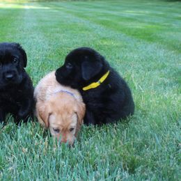 Labrador Retriever Puppies from New Life Labradors