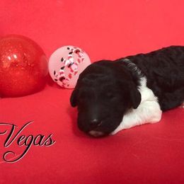 Poodle Puppies from Crystal Creek Standard Poodles