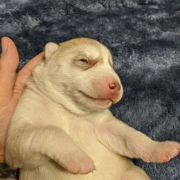 Siberian Husky Puppies from Tranton Kennels