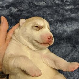 Siberian Husky Puppies from Tranton Kennels