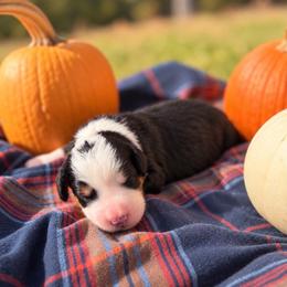 Casserole - Tri-color male Bernedoodle puppy in Travelers Rest, South Carolina from Bernedoodle.do