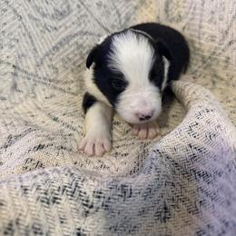 Echo - Black and white female Border Collie puppy in Mckinney, Texas from Border Collies of Ruidoso
