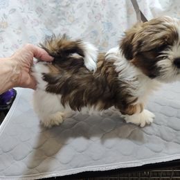 Lhasa Apso Puppies from KarLyn Lhasa Apsos