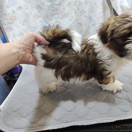 Lhasa Apso Puppies from KarLyn Lhasa Apsos