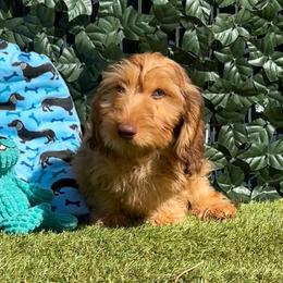 Loyd - Red male Dachshund puppy in Norco, California from Norco dachshunds