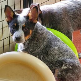Full mask female - Blue speckled female Australian Cattle Dog puppy in Lenoir, North Carolina from Blue Coyote Ranch