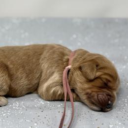 Kit - Apricot female Australian Labradoodle puppy in Sacramento, California from Little Farmstead Labradoodles