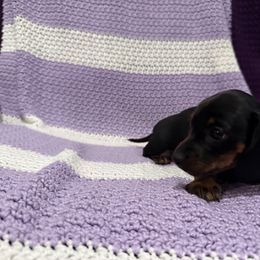 Beverly - Black and tan female Dachshund puppy in Wesley Chapel, Florida from Russell Lee Overton