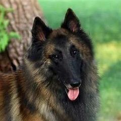 JJ - Belgian Tervuren
