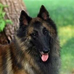 JJ - Belgian Tervuren