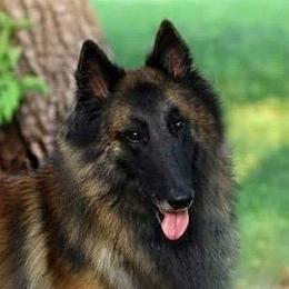 JJ - Belgian Tervuren