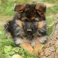 German Shepherd Puppies from Zeder Kamme German Shepherds