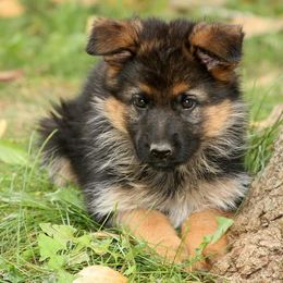 German Shepherd Puppies from Zeder Kamme German Shepherds