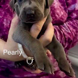 Pearly - Blue female Weimaraner puppy in Aitkin, Minnesota from Whispering’s GunDogs