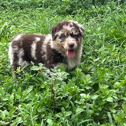 Augustus - Red merle male Australian Shepherd puppy in Fort Myers, Florida from U Cross Australian Shepherds