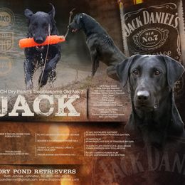 Labrador Retriever Puppies from Dry Pond Retrievers, LLC