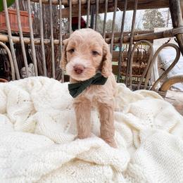 Green collar - Cream male Goldendoodle puppy in San Antonio, Texas from Pasatiempo Ranch