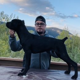 Bo - Cane Corso puppy in Bailey, Colorado from Rocky Mountain Cane Corso
