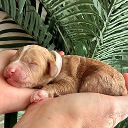 White Collar - Parti female Assorted Doodle Crosses puppy in Marysville, California from Dailey Doodles and Dachshunds