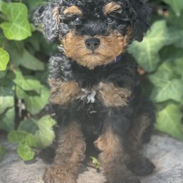 Bernedoodle, Goldendoodle, and Poodle Puppies from Bells Poodles n Doodles