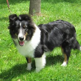 Shetland Sheepdogs from North Bay Shetland Sheepdogs