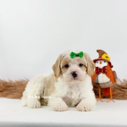 Green Collar Boy - Blenheim male Cavapoo puppy in Republic, Missouri from Red Skye Puppies