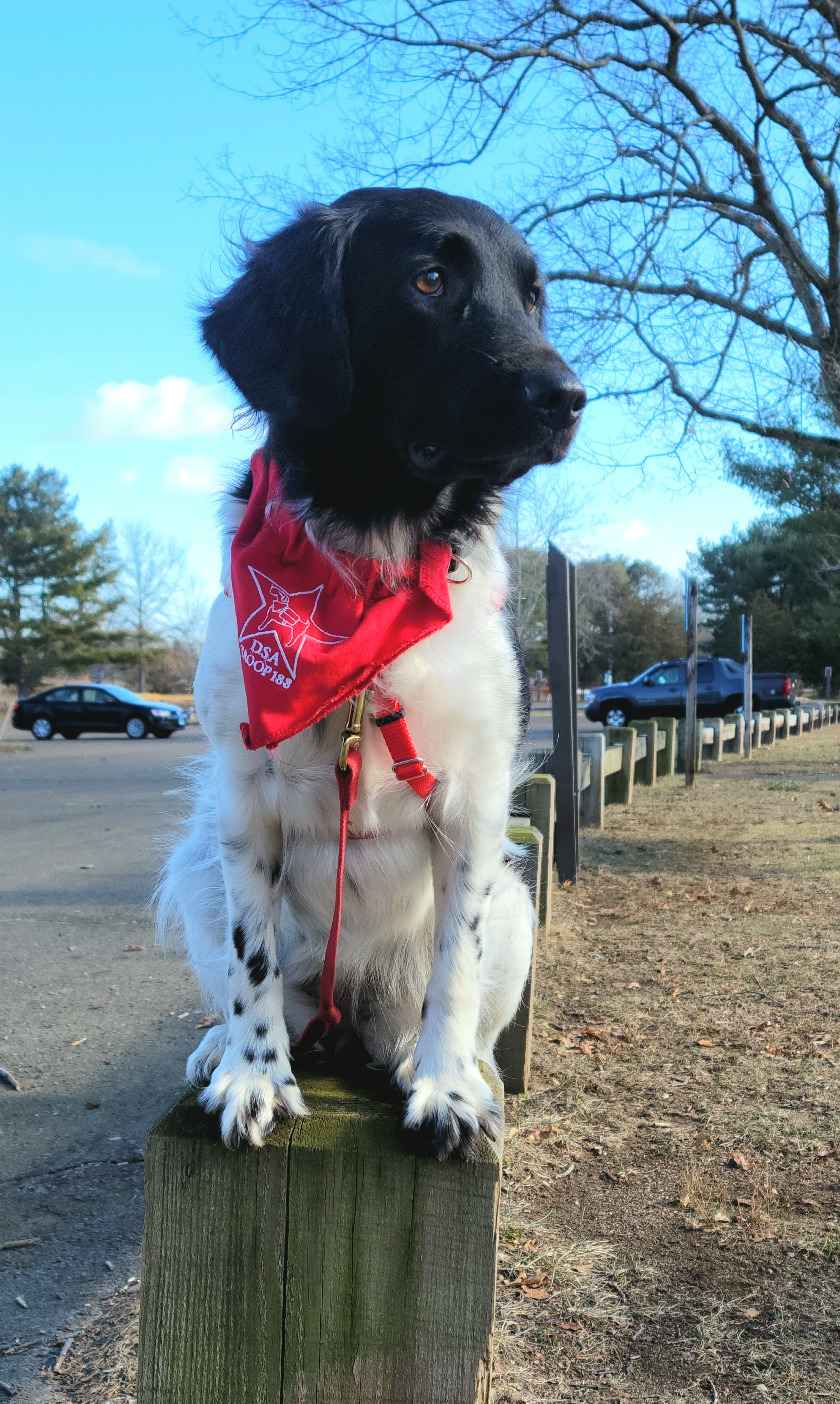 Stabyhoun All Grown Up from Faehouns