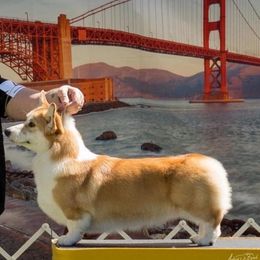 Meghan - Red female Pembroke Welsh Corgi puppy in Roseville, California from California Dreaming