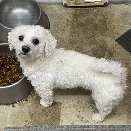 Buster - Bichon Frise