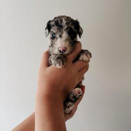 Jonas - Merle male Sheepadoodle puppy in Wabash, Indiana from DOODCompany