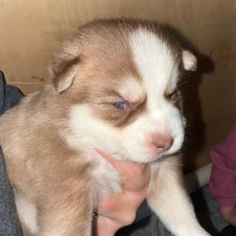 Miata - Chocolate female Pomsky puppy in Greenfield, Minnesota from SRF Pomskies