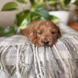 Sun-kissed - Apricot female Goldendoodle puppy in Las Vegas, Nevada from Dose of Doodles