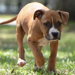 Nerd - Red male American Staffordshire Terrier puppy in St. Augustine, Florida from LBK & Ancient City
