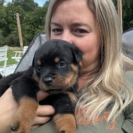 German Shepherd and Rottweiler Puppies from Von Der Hügelspitze