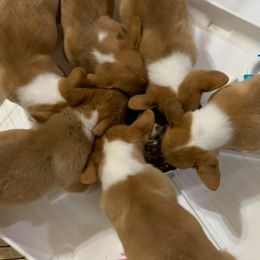 Pembroke Welsh Corgi Puppies from Pam Montgomery Earl's Corgis