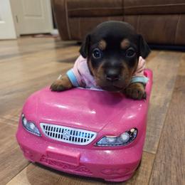 Coco - Black and tan female American Hunt Terrier puppy in Cave City, Arkansas from Bayou Valley Shepherds and American Hunt Terriers