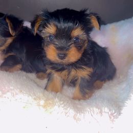 Miniature Schnauzer, Rottweiler, Shih Tzu, and Yorkshire Terrier Puppies from Royal yorkies & pampered pups LLC