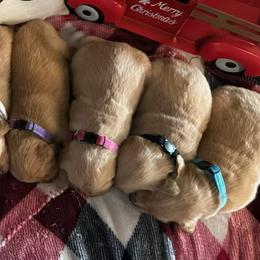Golden Retriever Puppies from Knights Golden Acres