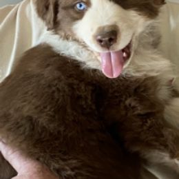 Australian Shepherds from Peggy's Aussies