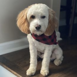 Baxter - Goldendoodle