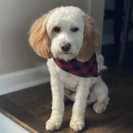Baxter - Goldendoodle