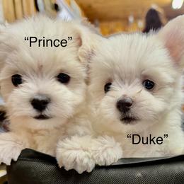 Male 1 - White male Maltese puppy in Okemah, Oklahoma from Ayres to Heirs Puppy Co.