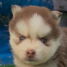 Rusty - Red and white male Pomsky puppy in Spring Hill, Florida from PDQ Pomskies
