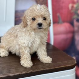 Chewbacca - Apricot male Cavapoo puppy in Yellville, Arkansas from Ozark Mountain Doodles & Pugs