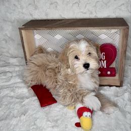 Lary - Cream male Maltipoo puppy in West Jordan, Utah from Mid Sized Maltipoos and More LLC